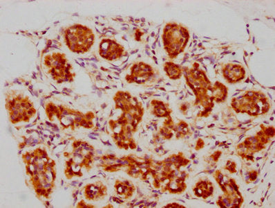 BAG3 Antibody