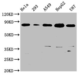 BAG3 Antibody