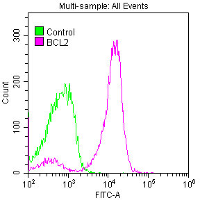BCL2 Antibody