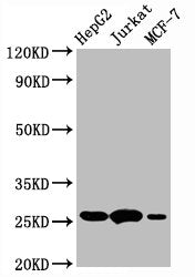 BCL2 Antibody