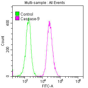 CASP9 Antibody