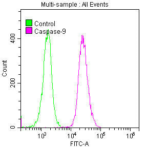 CASP9 Antibody
