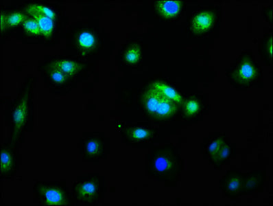 CASP9 Antibody