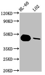 CASP9 Antibody