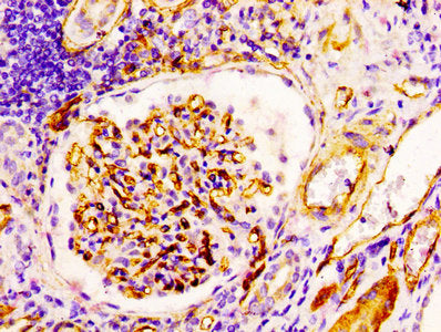 CD34 Antibody