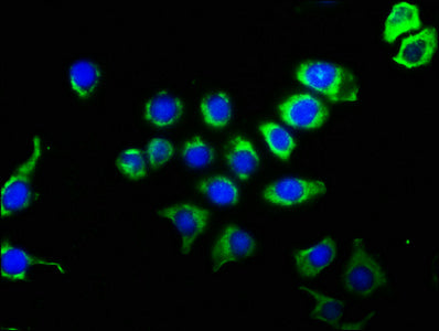 CD63 Antibody