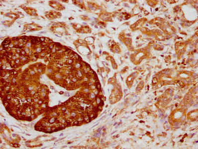 CD63 Antibody