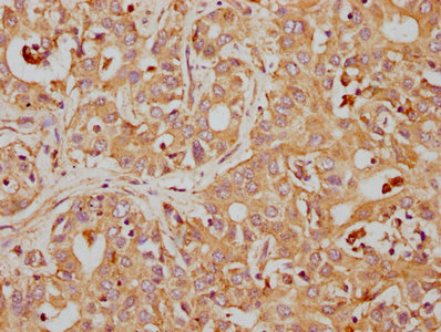 CD63 Antibody