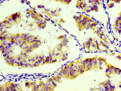 CD74 Antibody