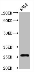 Cd81 Antibody