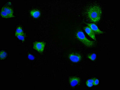 CD9 Antibody
