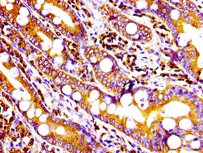 CD9 Antibody
