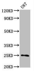CD9 Recombinant Monoclonal Antibody