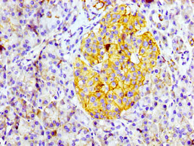 CD99 Antibody