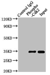 Phospho-CDK2 (Y15) Antibody