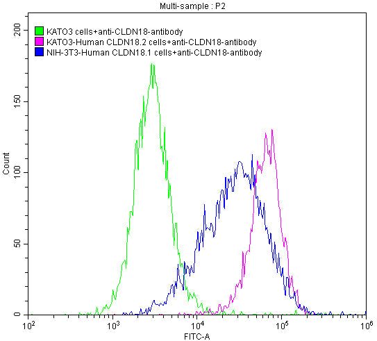 CLDN18 Recombinant Monoclonal Antibody
