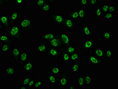 Phospho-CREB1 (S133) Antibody