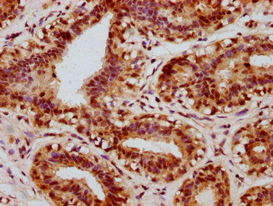 Phospho-CREB1 (S133) Antibody