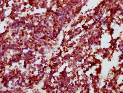Phospho-CREB1 (S133) Antibody