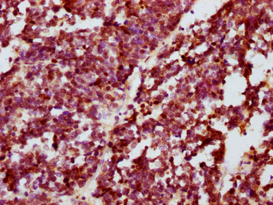 Phospho-CREB1 (S133) Antibody