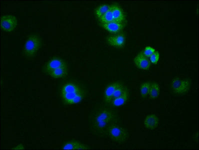 CYP19A1 Antibody