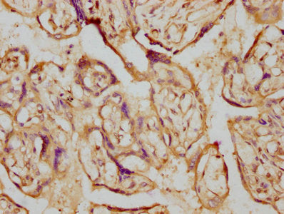 CYP19A1 Antibody
