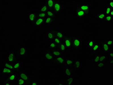 FEN1 Antibody