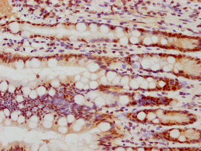 FEN1 Antibody