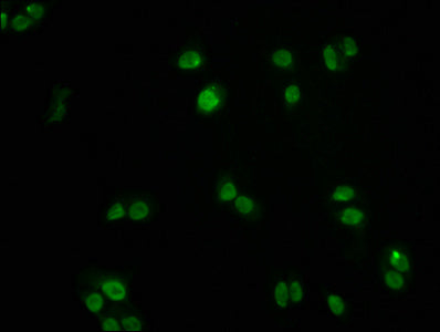 FOXO3 Antibody