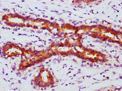 Phospho-FOXO3 (S253) Antibody