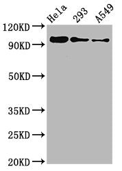 Phospho-FOXO3 (S253) Antibody