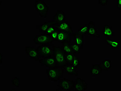 Phospho-MTOR (S2448) Antibody