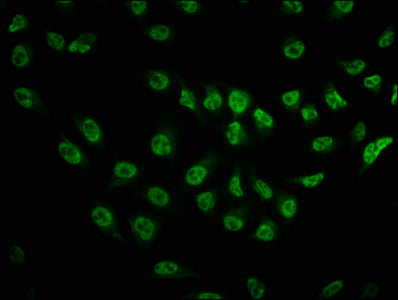 Phospho-MTOR (S2481) Antibody