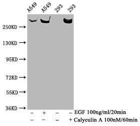 Phospho-MTOR (S2481) Antibody