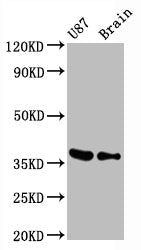 GAPDH Recombinant Monoclonal Antibody