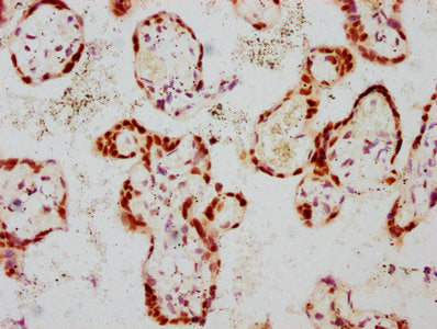 Phospho-GATA3 (S308) Antibody
