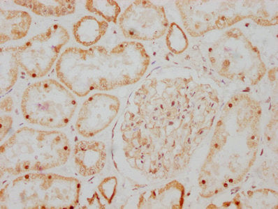 GDNF Antibody