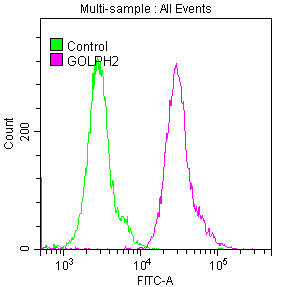 GOLM1 Antibody