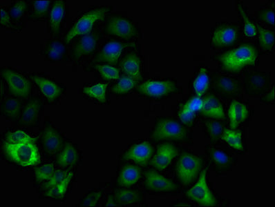 Phospho-GSK3B (Ser9) Antibody