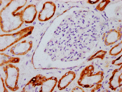 Phospho-GSK3B (Ser9) Antibody