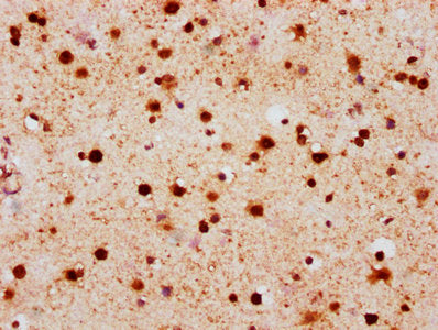 Phospho-Histone H2AX (S139) Antibody