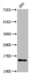 Phospho-Histone H2AX (S139) Recombinant Monoclonal Antibody