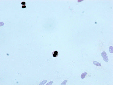 Phospho-Histone H3.3 (T3) Antibody