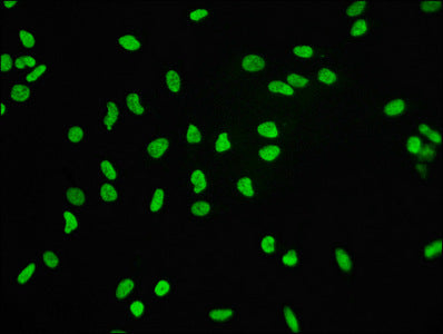 Histone H3.3 Antibody