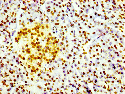 Histone H3.3 Antibody