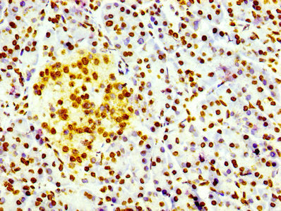 Histone H3.3 Recombinant Monoclonal Antibody