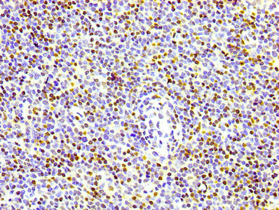 Histone H3.3 Antibody