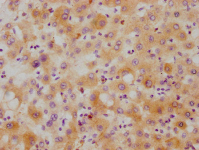 HAMP Antibody