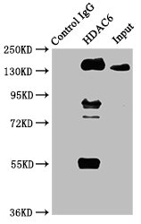 HDAC6 Antibody