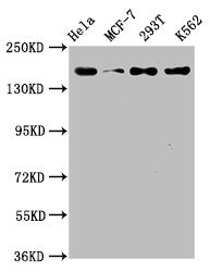 HDAC9 Antibody